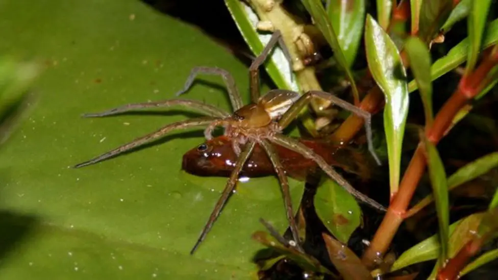 Scariest Spider Encounters That Will Make You Say &#8220;Burn It Down&#8221;