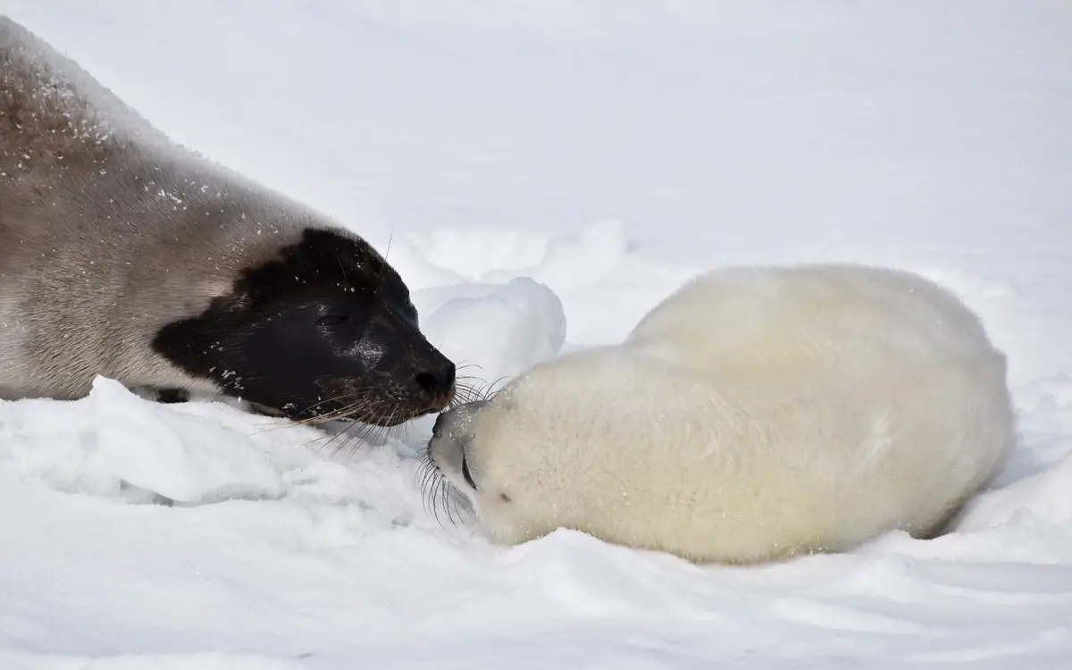 The Most Extreme Animal Babies In Nature