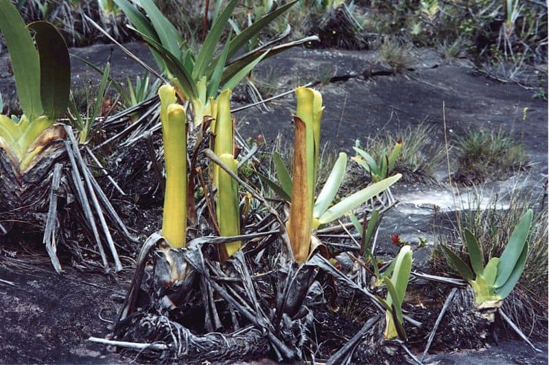 The Venus Flytrap Isn’t the Only Carnivorous Plant