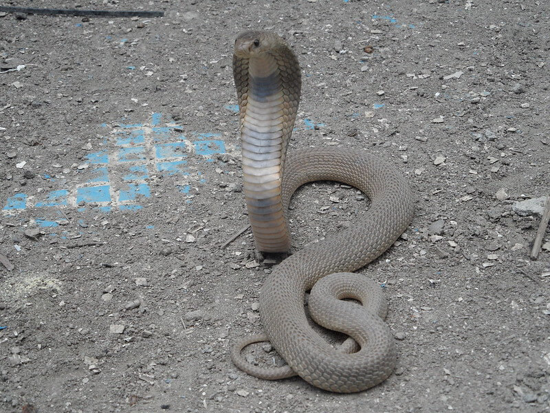 The Most Venomous Snakes On Planet Earth Today