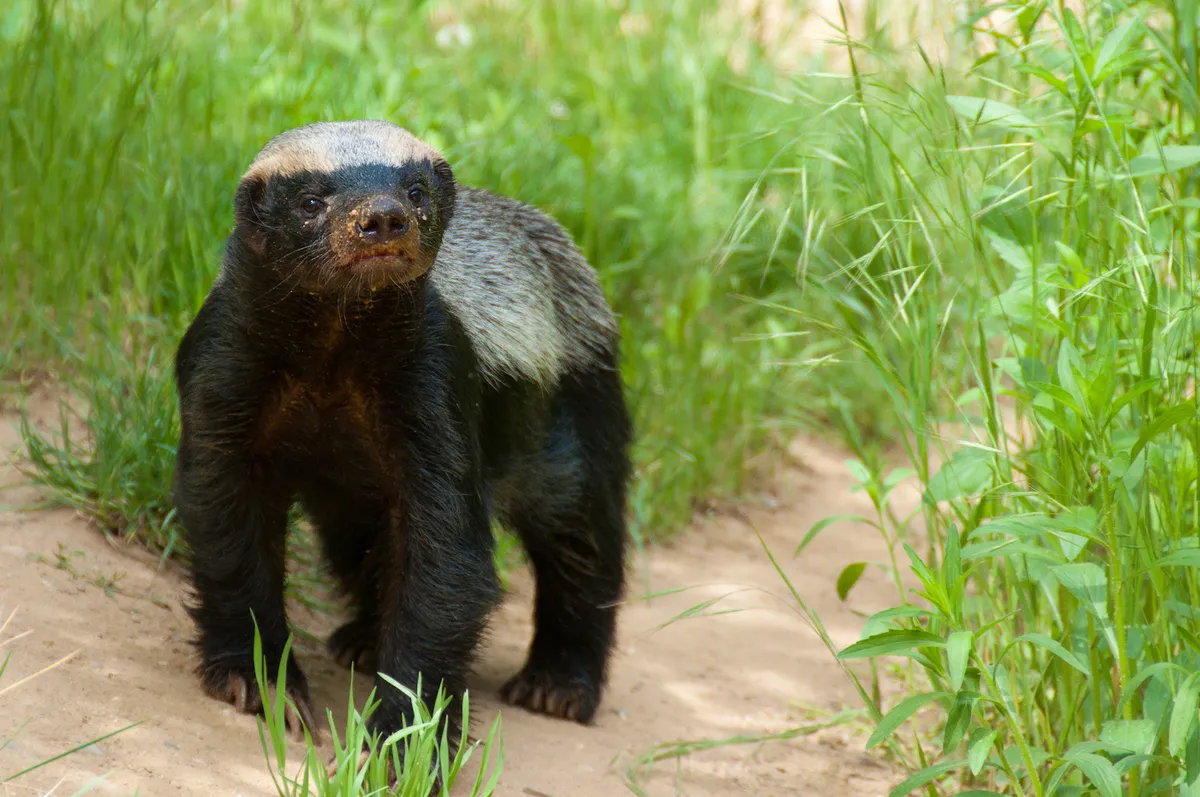 The Most Extreme Animal Babies In Nature