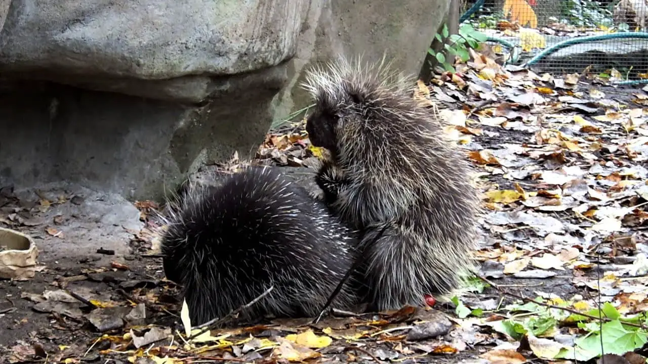 The Most Unusual Animal Courtship Rituals