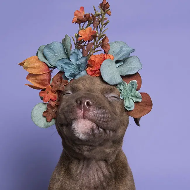 Heartwarming Photographs Show Man’s Best Friend Up Close and Personal