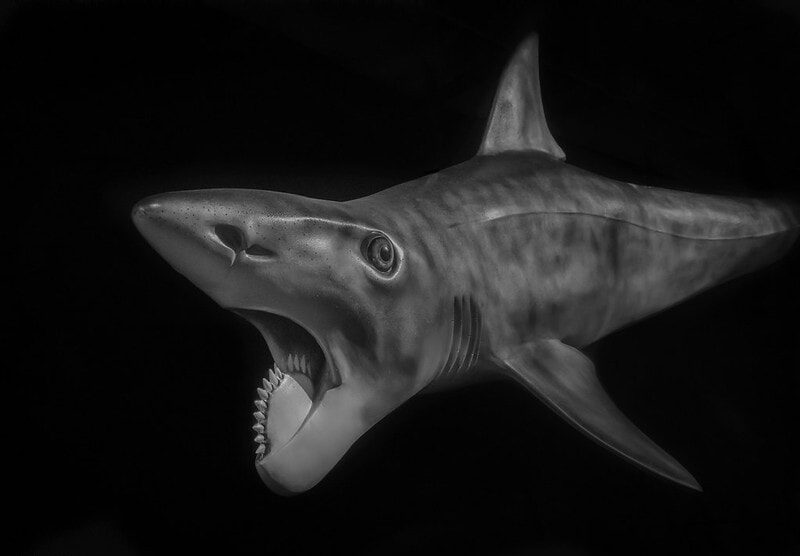 A List of Ancient Sharks from Small to Scary