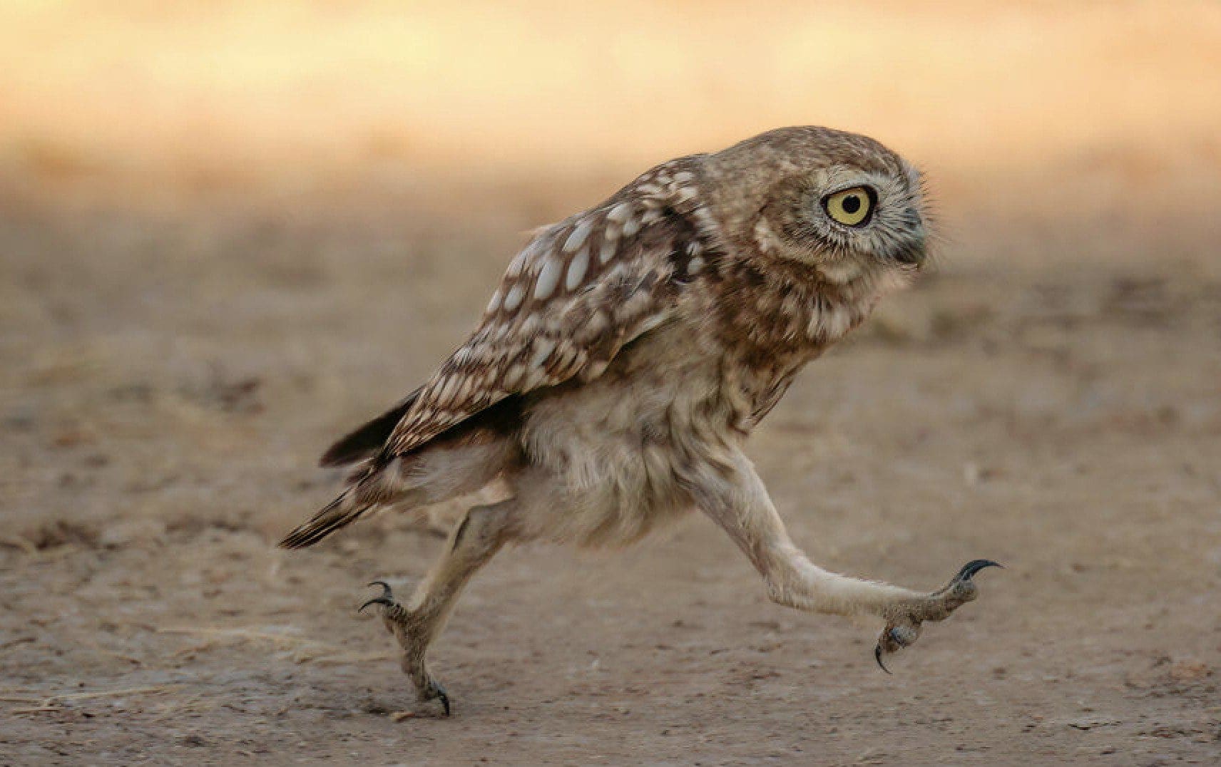 Here Are the Finalists for the Most Comedic Wildlife Photos of the Year