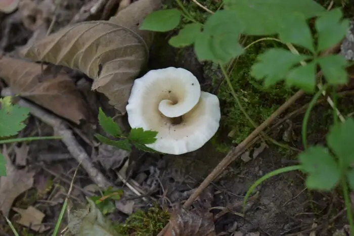 These People Found Mushrooms So Incredible, They Had to Take It to the Internet