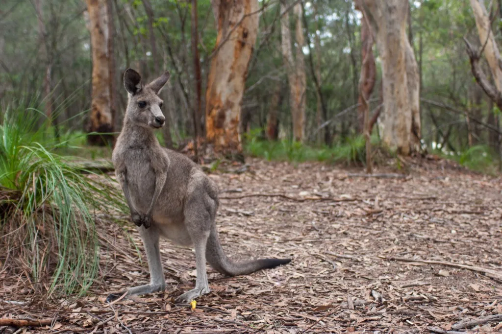 These Animals Are Much More Dangerous Than You Thought