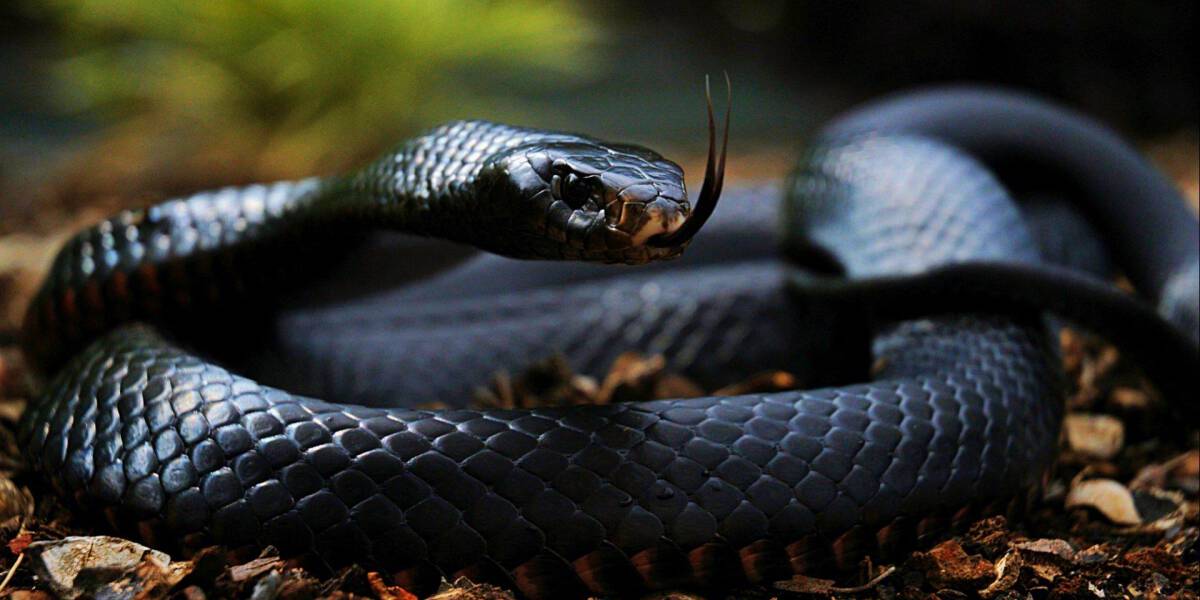 The Most Venomous Snakes On Planet Earth Today