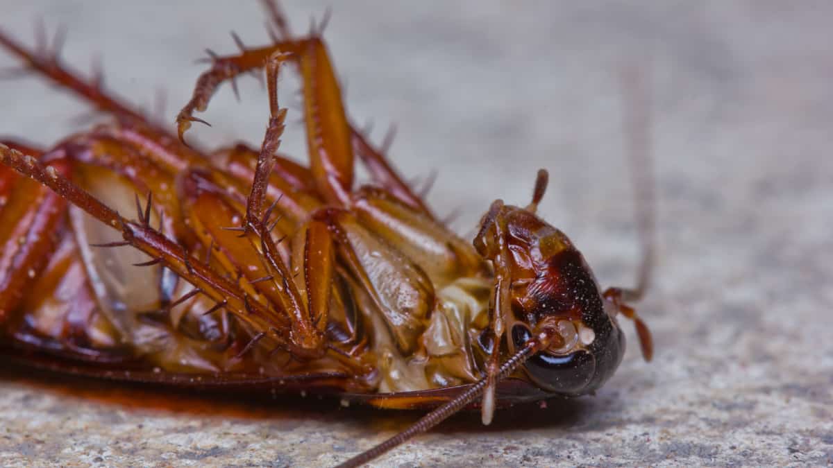 Cockroaches Are Now Immune to Insecticides, Making Them A Superbug