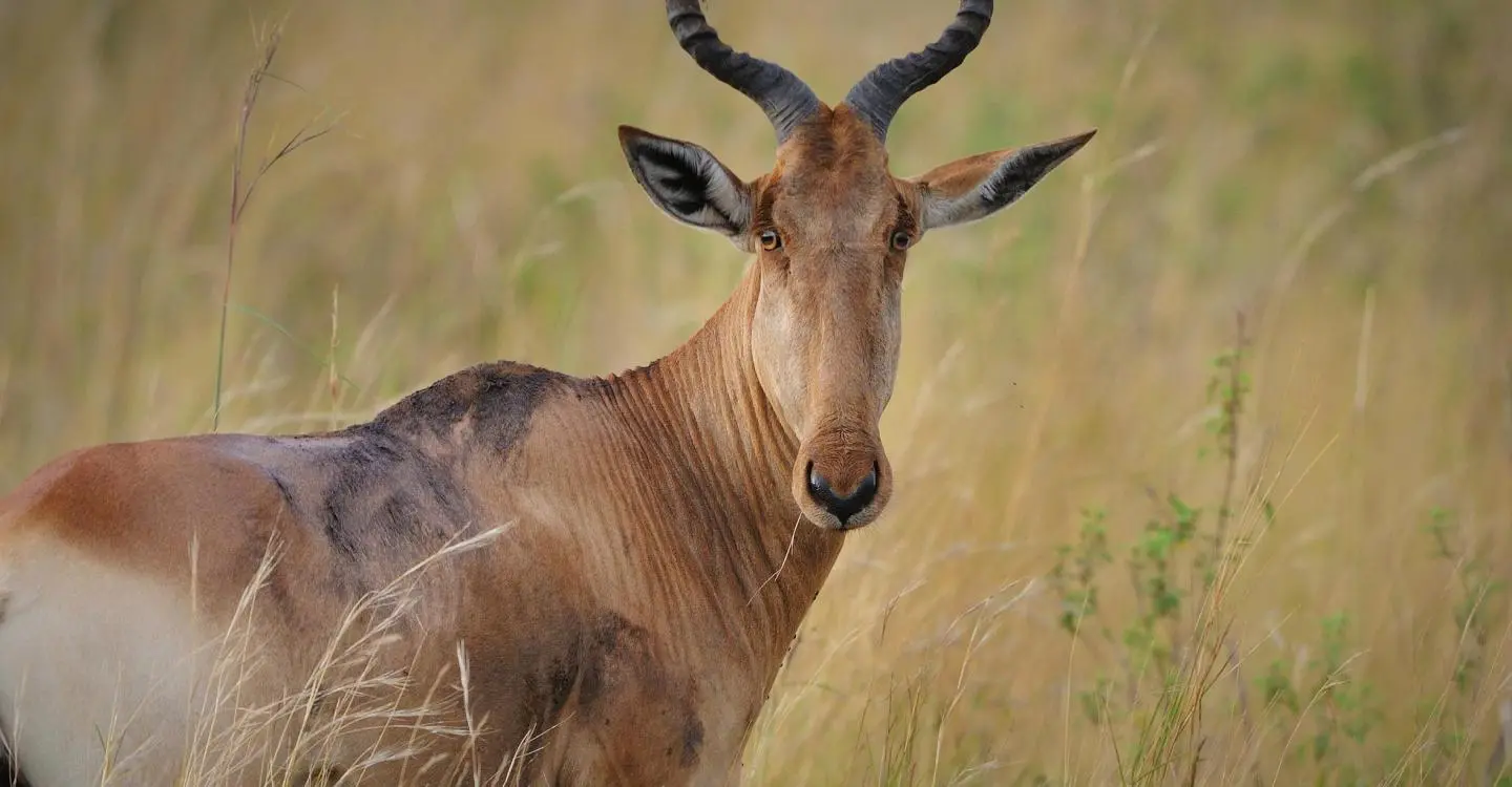 Extraordinary Animal Migration Journeys Across The World