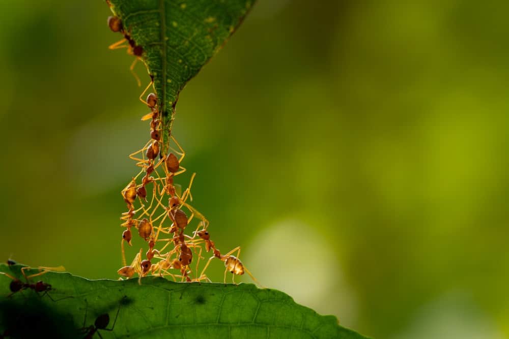 Here&#8217;s How Ants and Other Animals Find Their Way Home