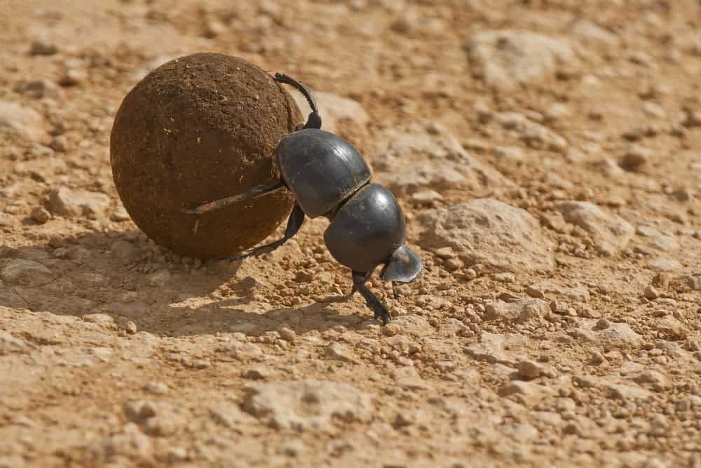 Here&#8217;s How Ants and Other Animals Find Their Way Home