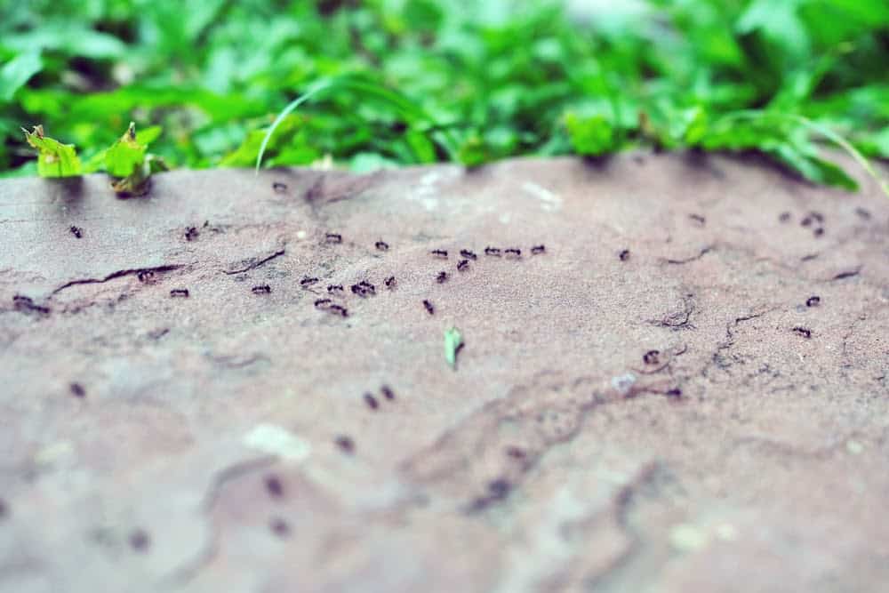 Here&#8217;s How Ants and Other Animals Find Their Way Home