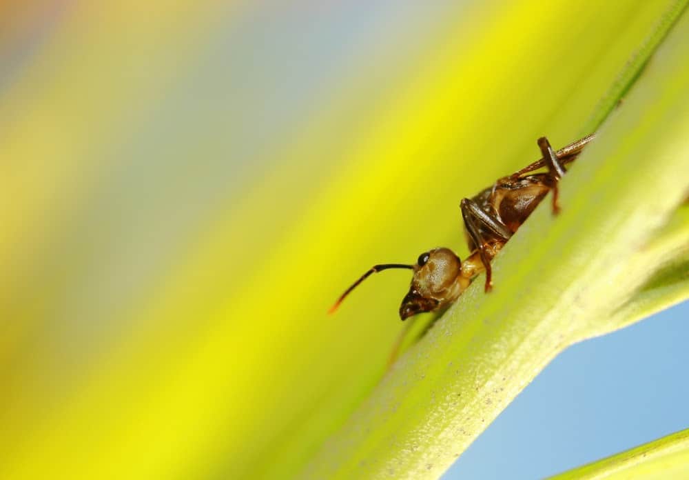 Here&#8217;s How Ants and Other Animals Find Their Way Home