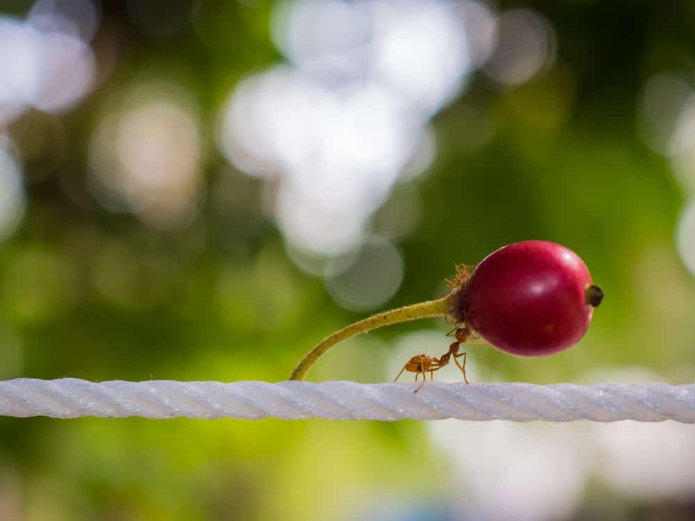 Here&#8217;s How Ants and Other Animals Find Their Way Home