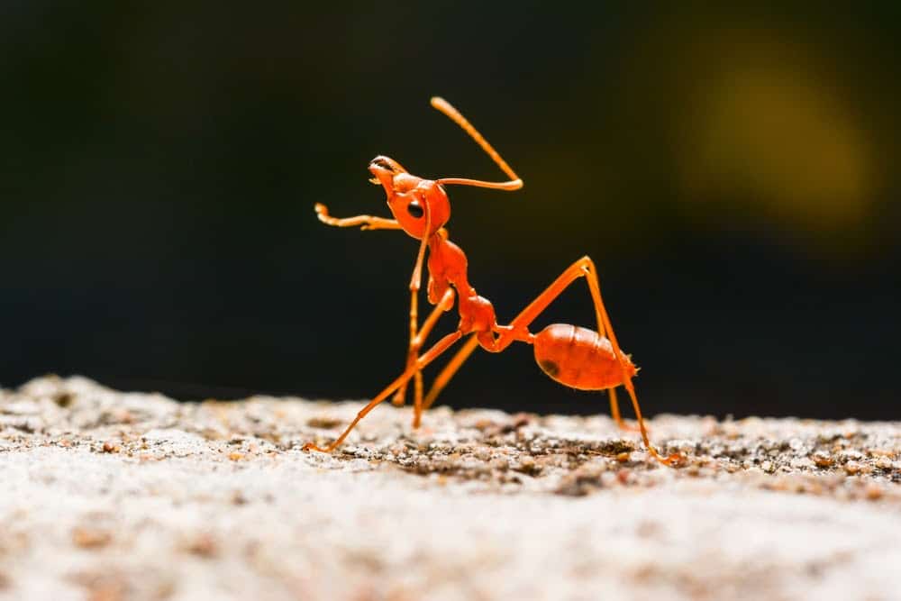 Here&#8217;s How Ants and Other Animals Find Their Way Home