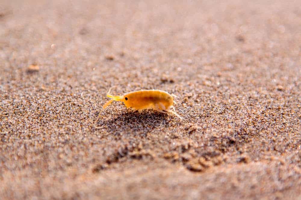 Here&#8217;s How Ants and Other Animals Find Their Way Home