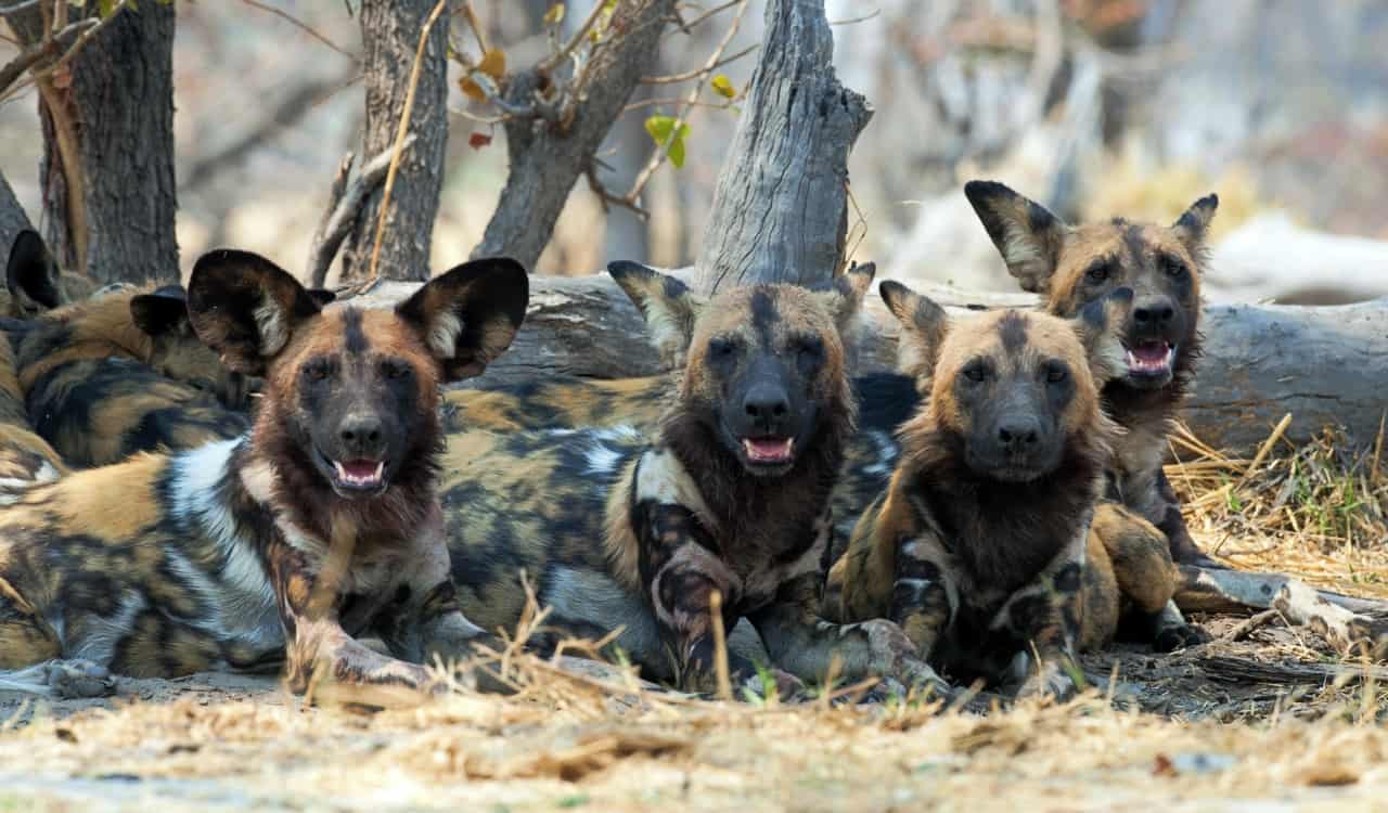 The Fastest Animals on the Planet Today