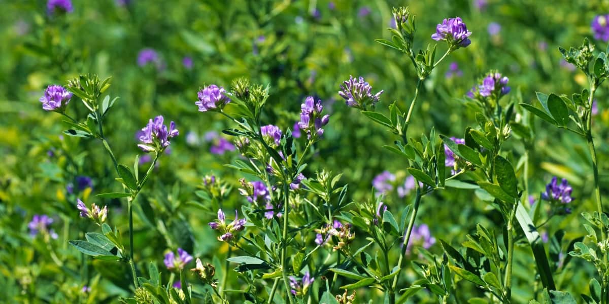 A Natural Science Enthusiast&#8217;s Guide to Medicinal Plants