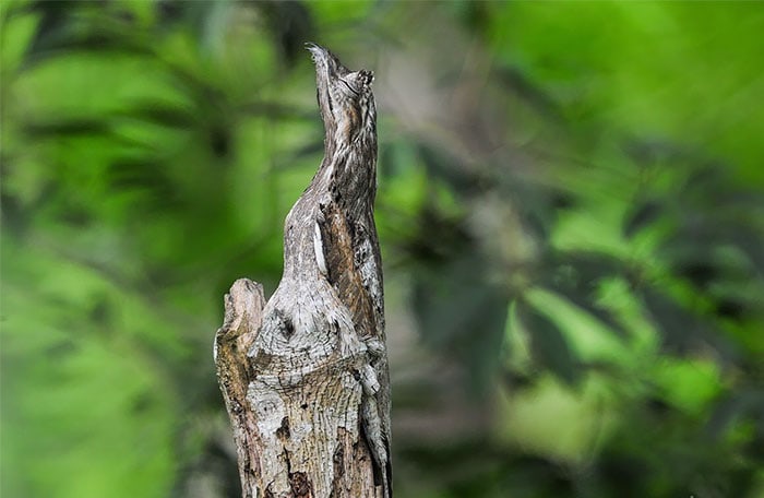 These Animals Have Mastered The Art Of Nature&#8217;s Camouflage