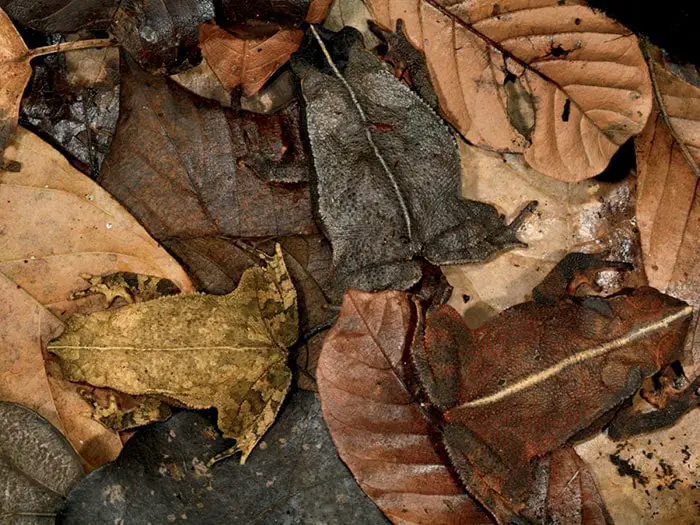 These Animals Have Mastered The Art Of Nature&#8217;s Camouflage