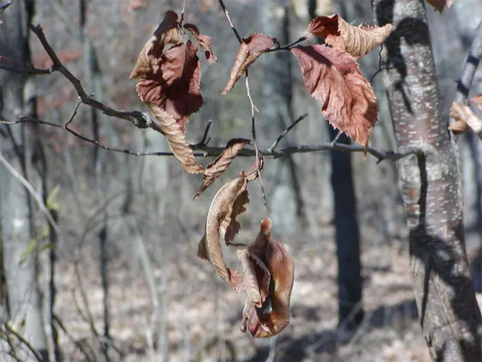 These Animals Have Mastered The Art Of Nature&#8217;s Camouflage