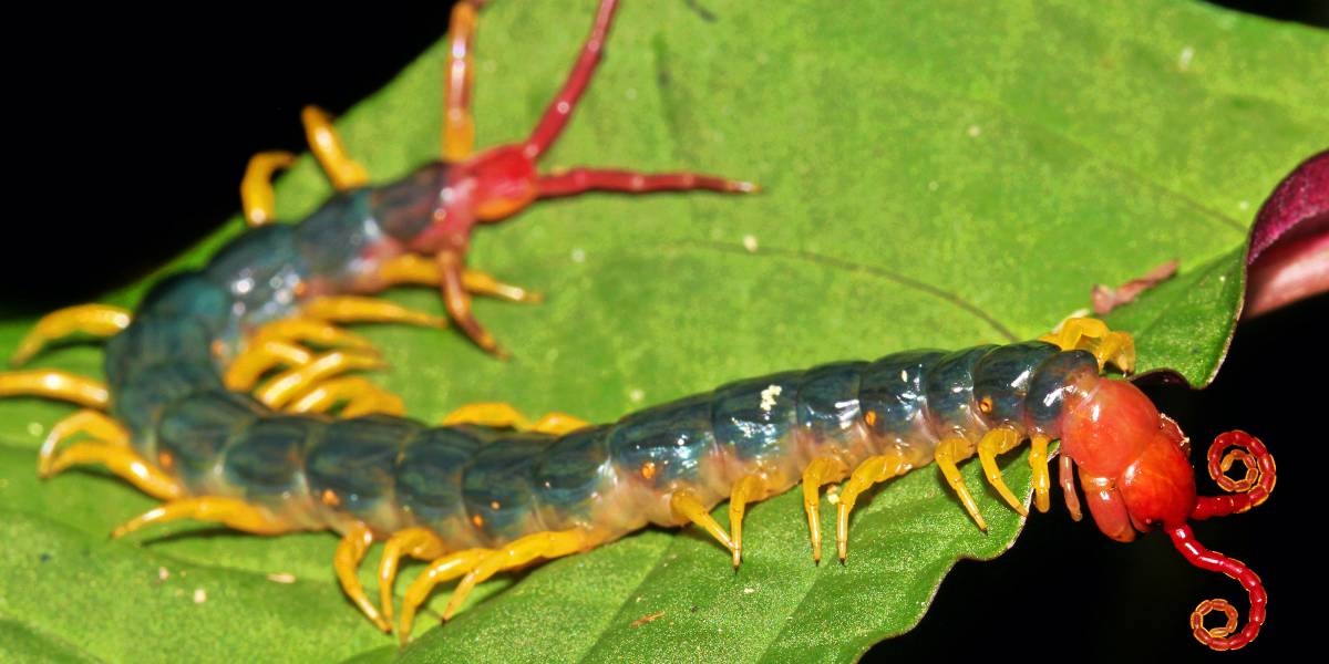 The World&#8217;s Creepiest Insects That Will Make Anybody&#8217;s Skin Crawl