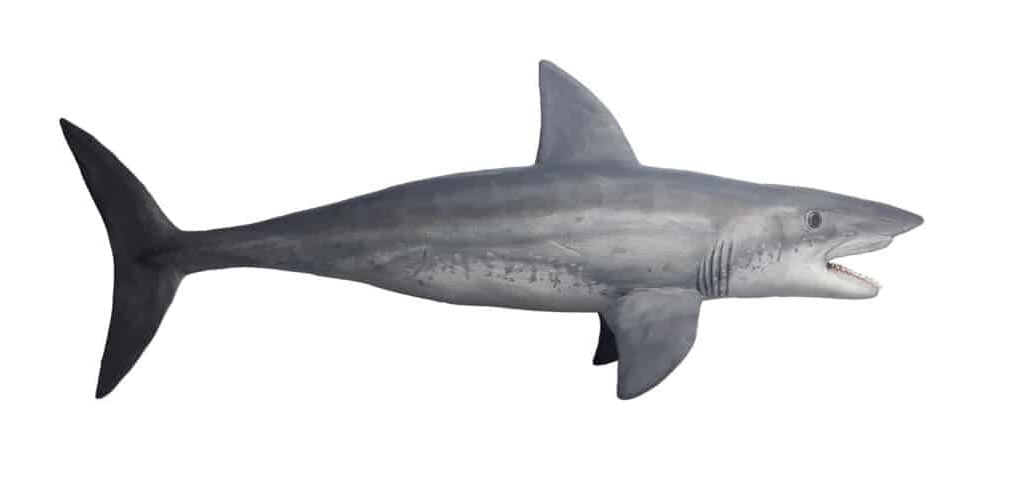 A List of Ancient Sharks from Small to Scary