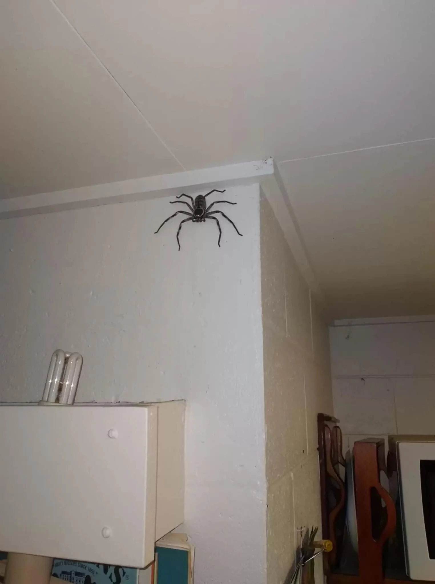 Scariest Spider Encounters That Will Make You Say &#8220;Burn It Down&#8221;