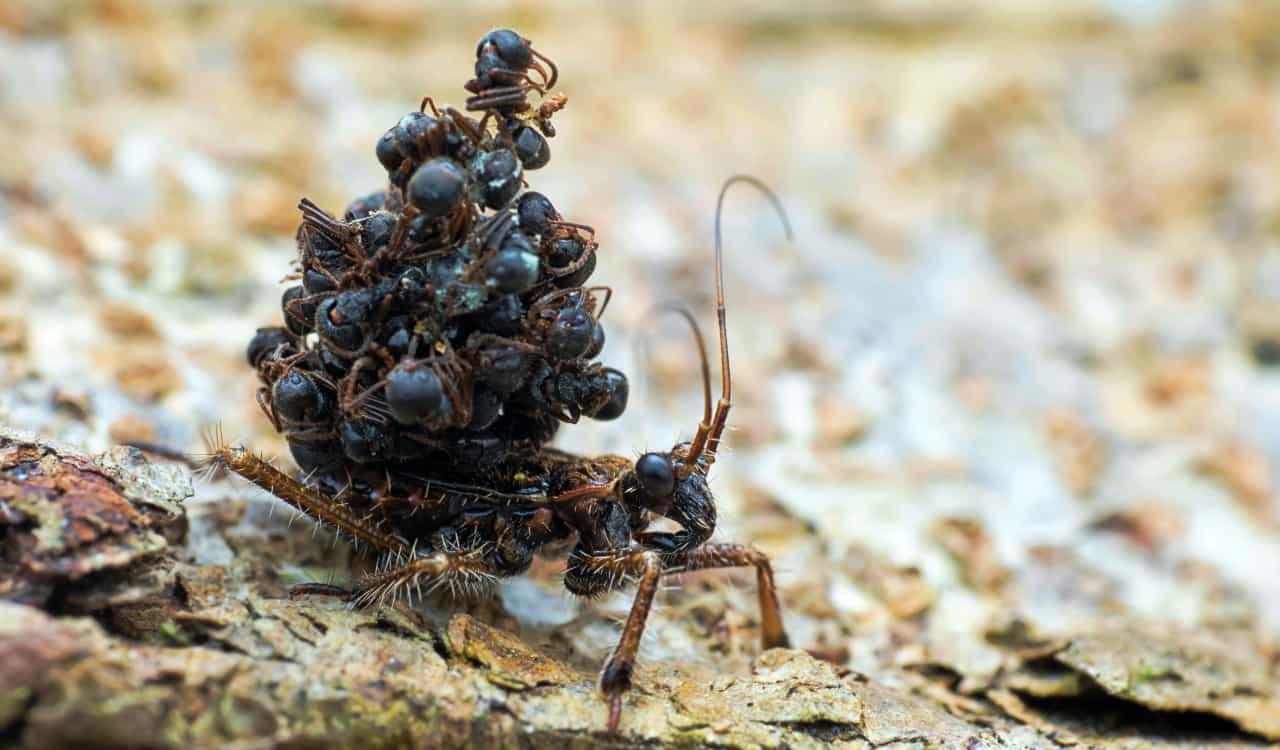 The World&#8217;s Creepiest Insects That Will Make Anybody&#8217;s Skin Crawl