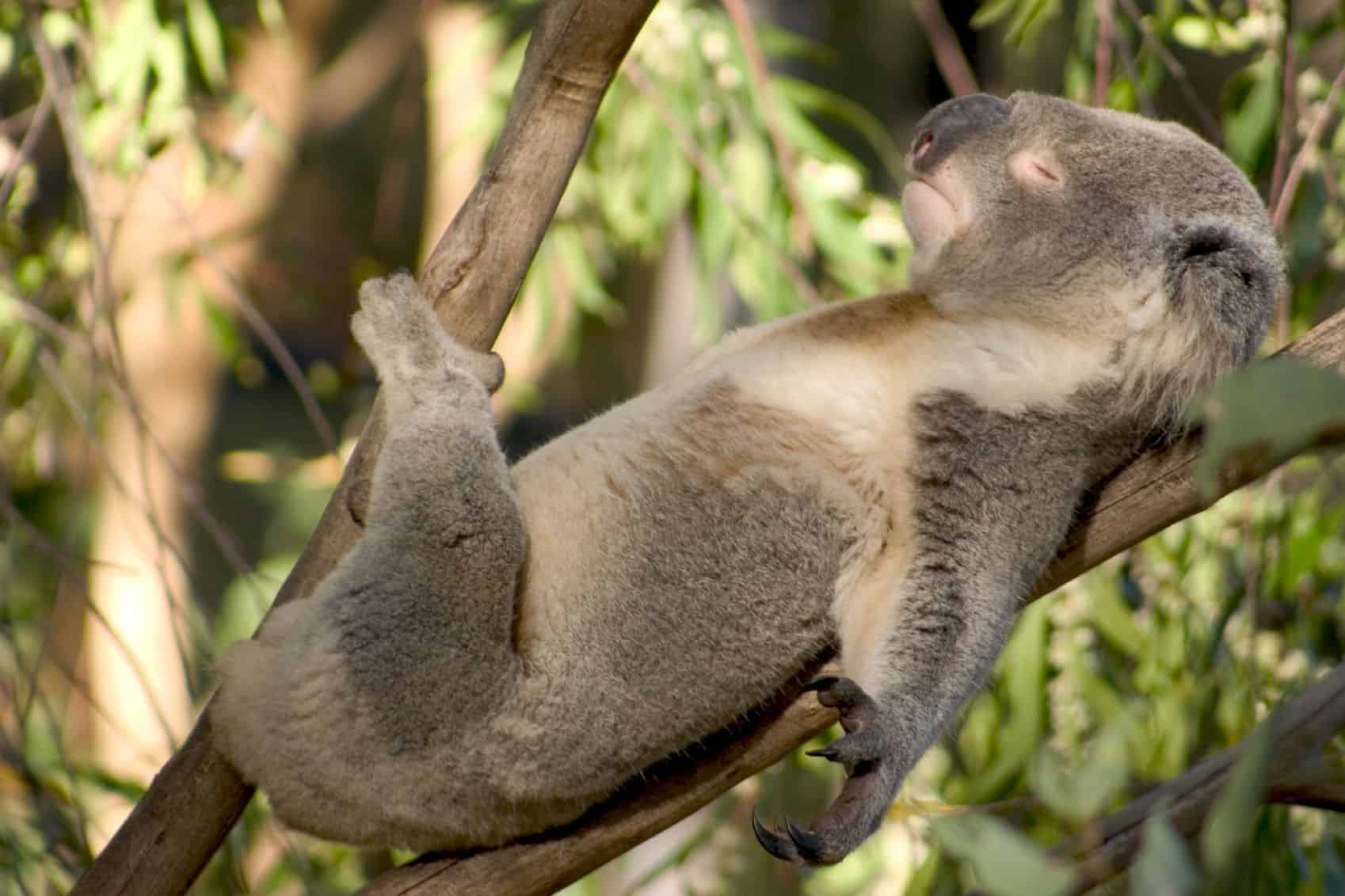 Times Koalas Were Anything But Cute