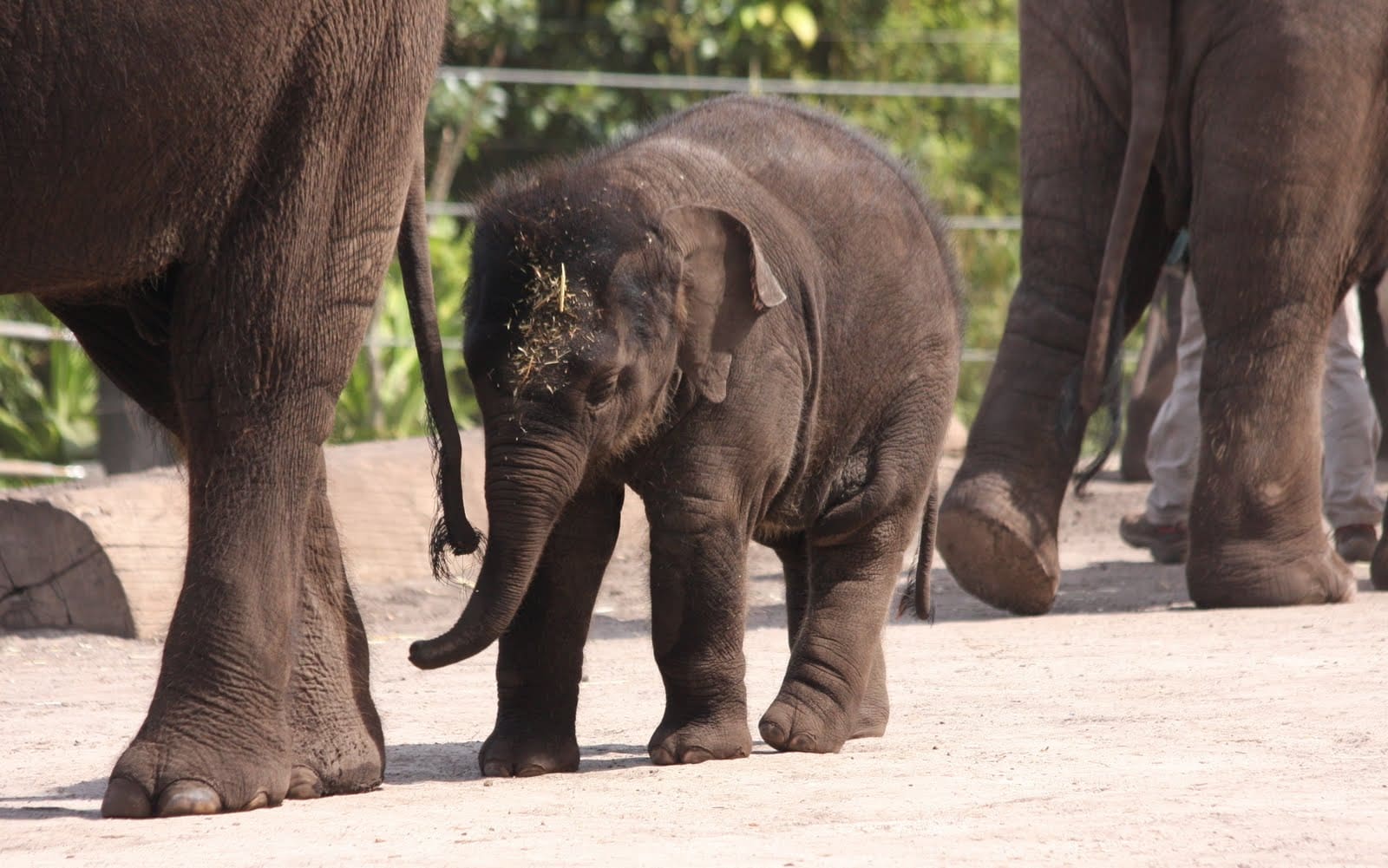 The Worst Things That Ever Happened At Zoos