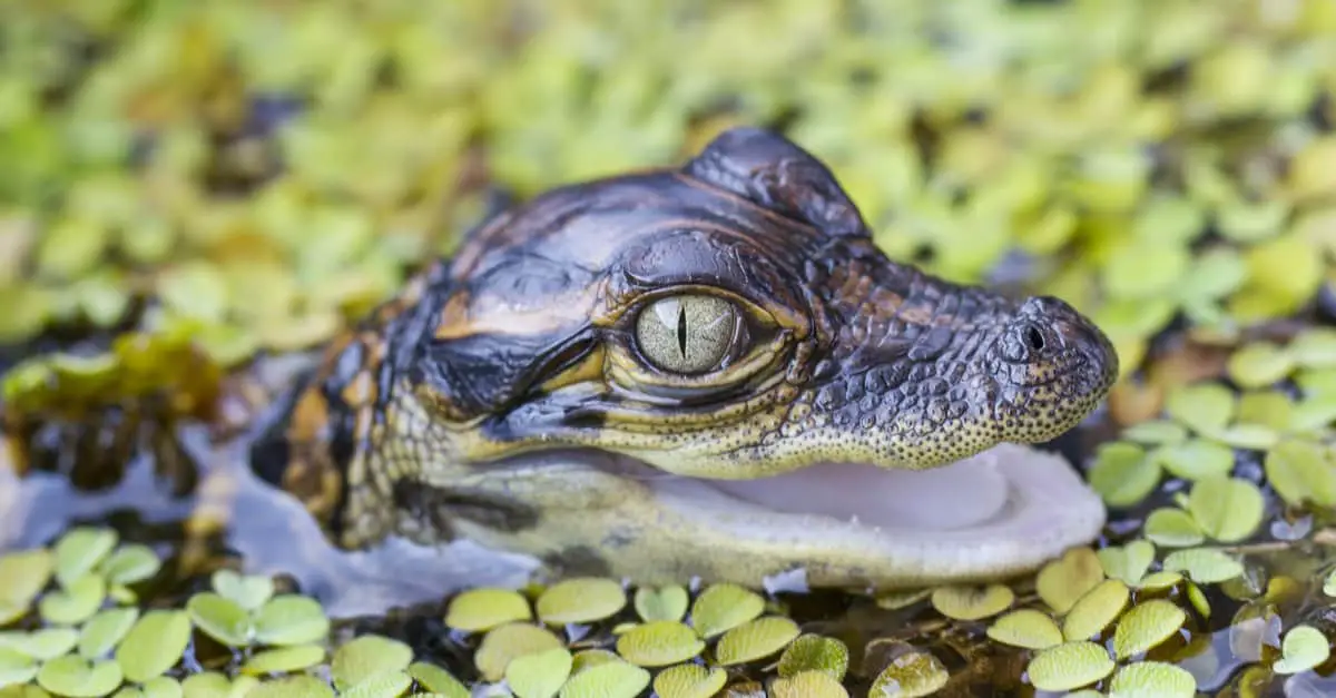 Why Saltwater Crocodiles Are The Scariest Reptile Alive