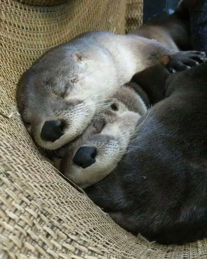 Heartwarming Otter Facts That Will Make Your Day A Little Brighter