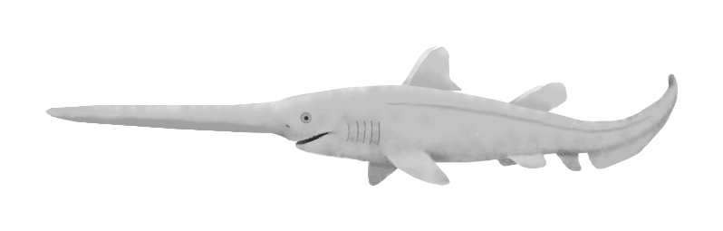 A List of Ancient Sharks from Small to Scary