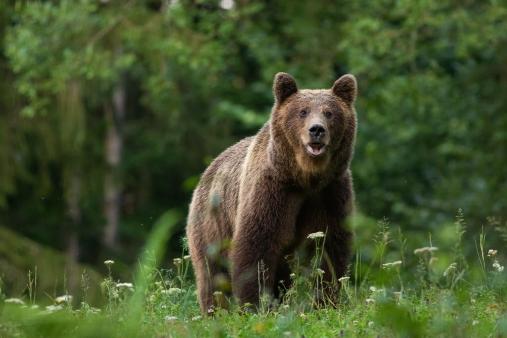 40 Times Earth&#8217;s Animals Created Nightmares