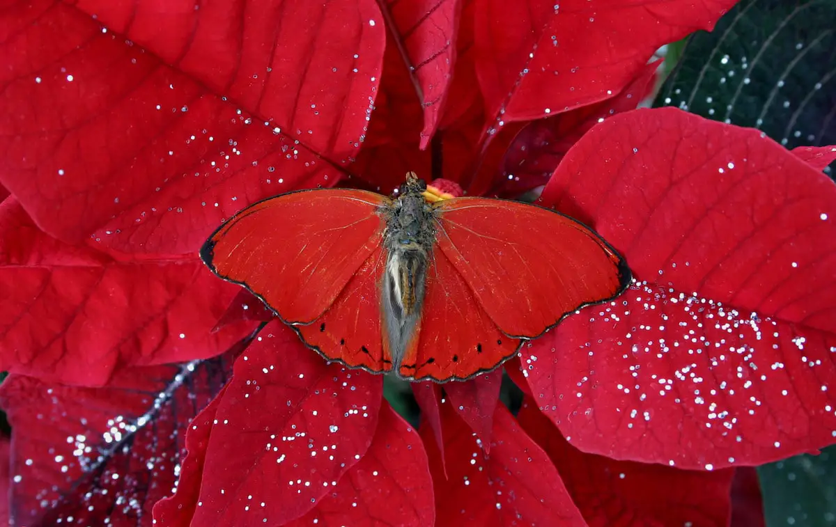 These Animals Have Mastered The Art Of Nature&#8217;s Camouflage