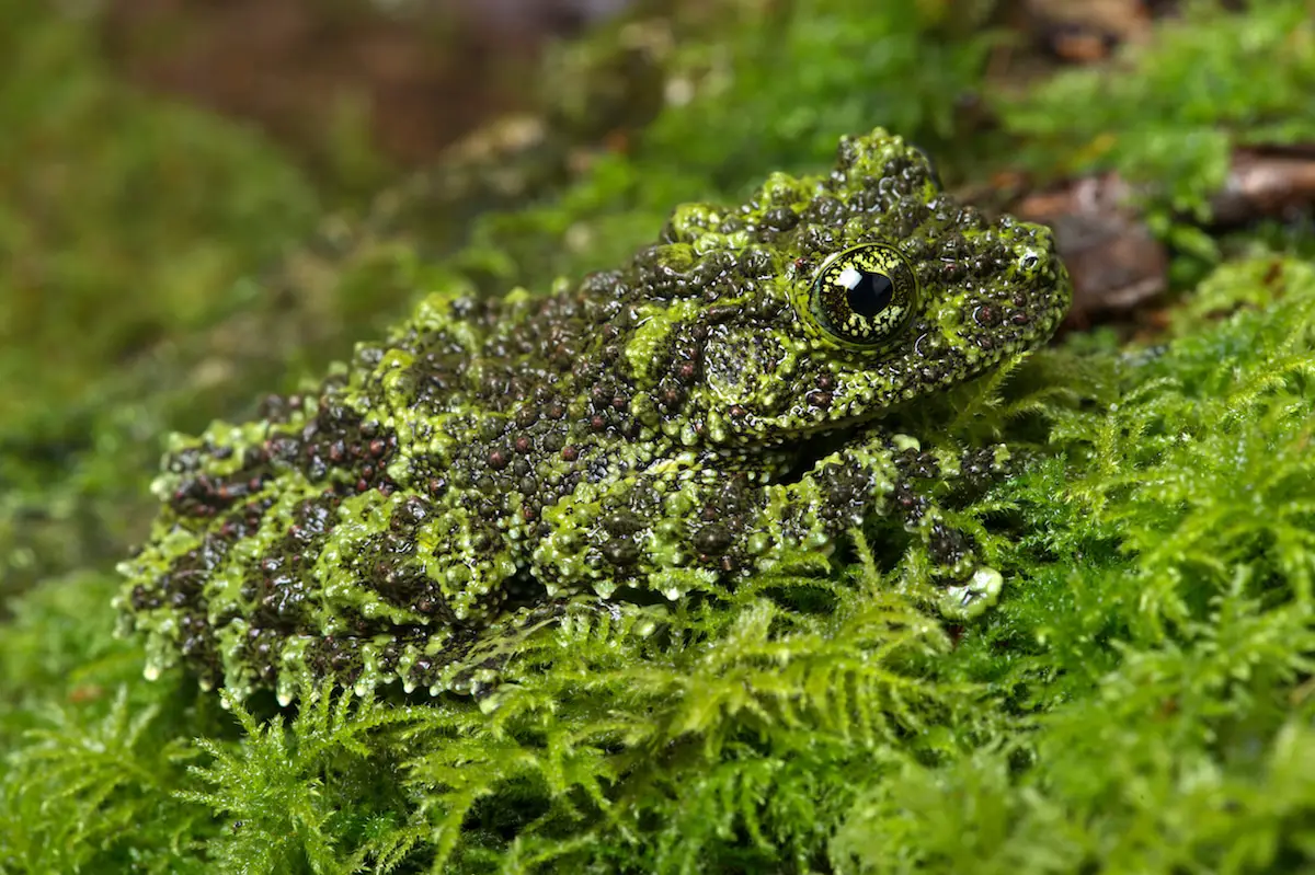 These Animals Have Mastered The Art Of Nature&#8217;s Camouflage