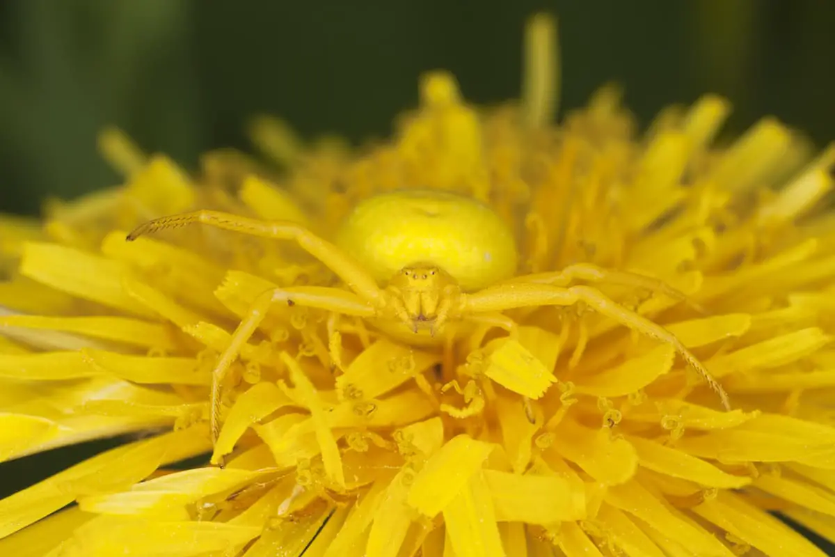 These Animals Have Mastered The Art Of Nature&#8217;s Camouflage