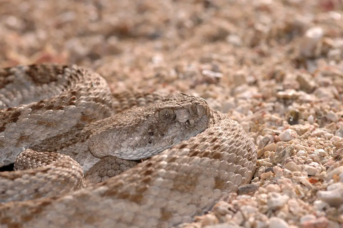 These Animals Have Mastered The Art Of Nature&#8217;s Camouflage