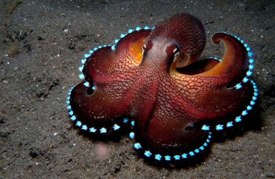 Otherwordly Sea Creatures People Rarely See