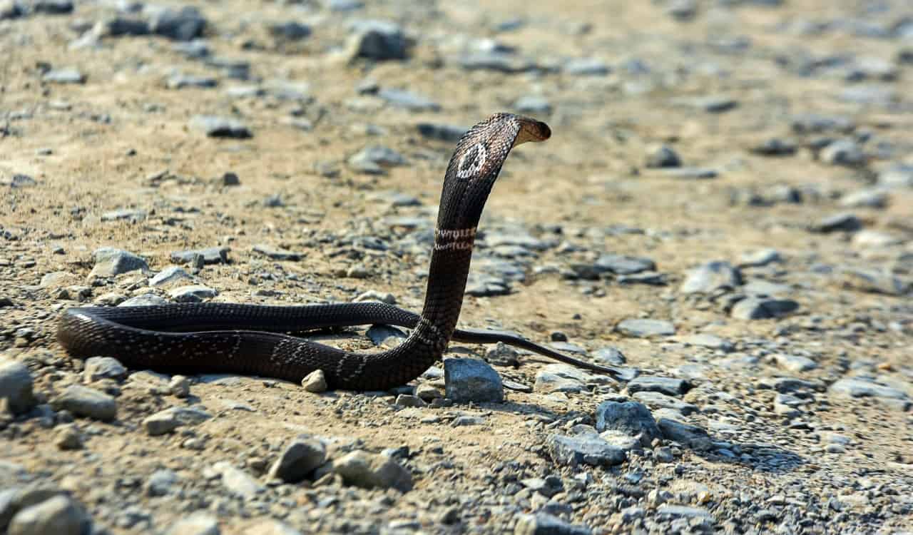 The Most Venomous Snakes On Planet Earth Today