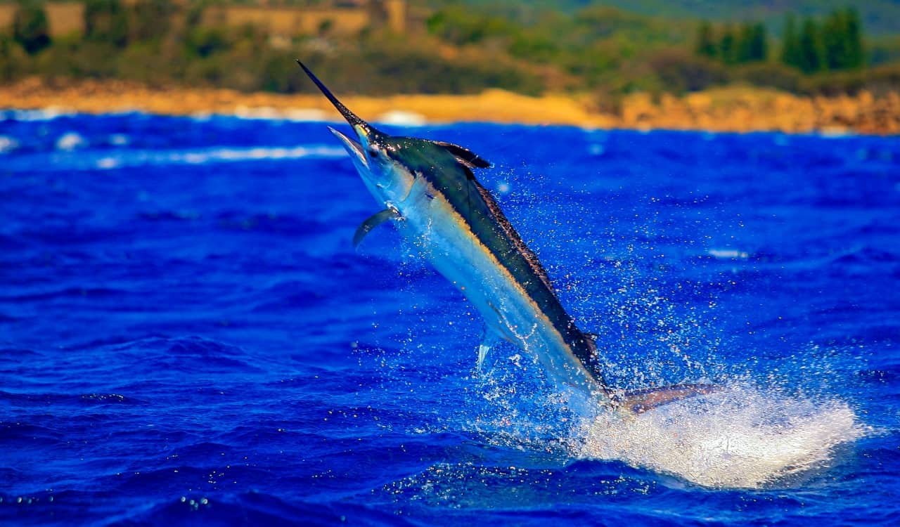 The Fastest Animals on the Planet Today