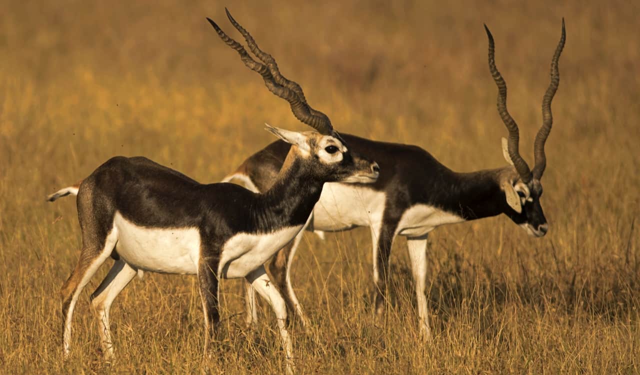 The Fastest Animals on the Planet Today