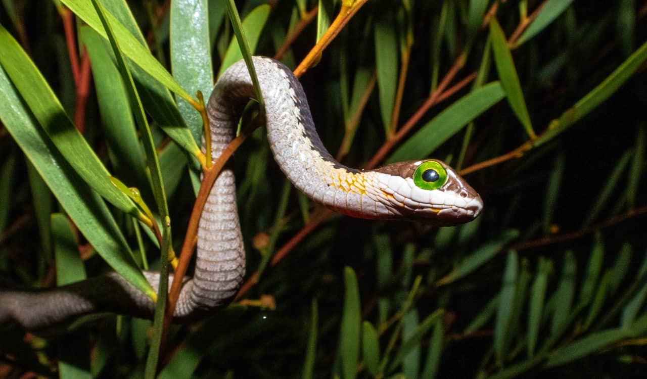 The Most Venomous Snakes On Planet Earth Today