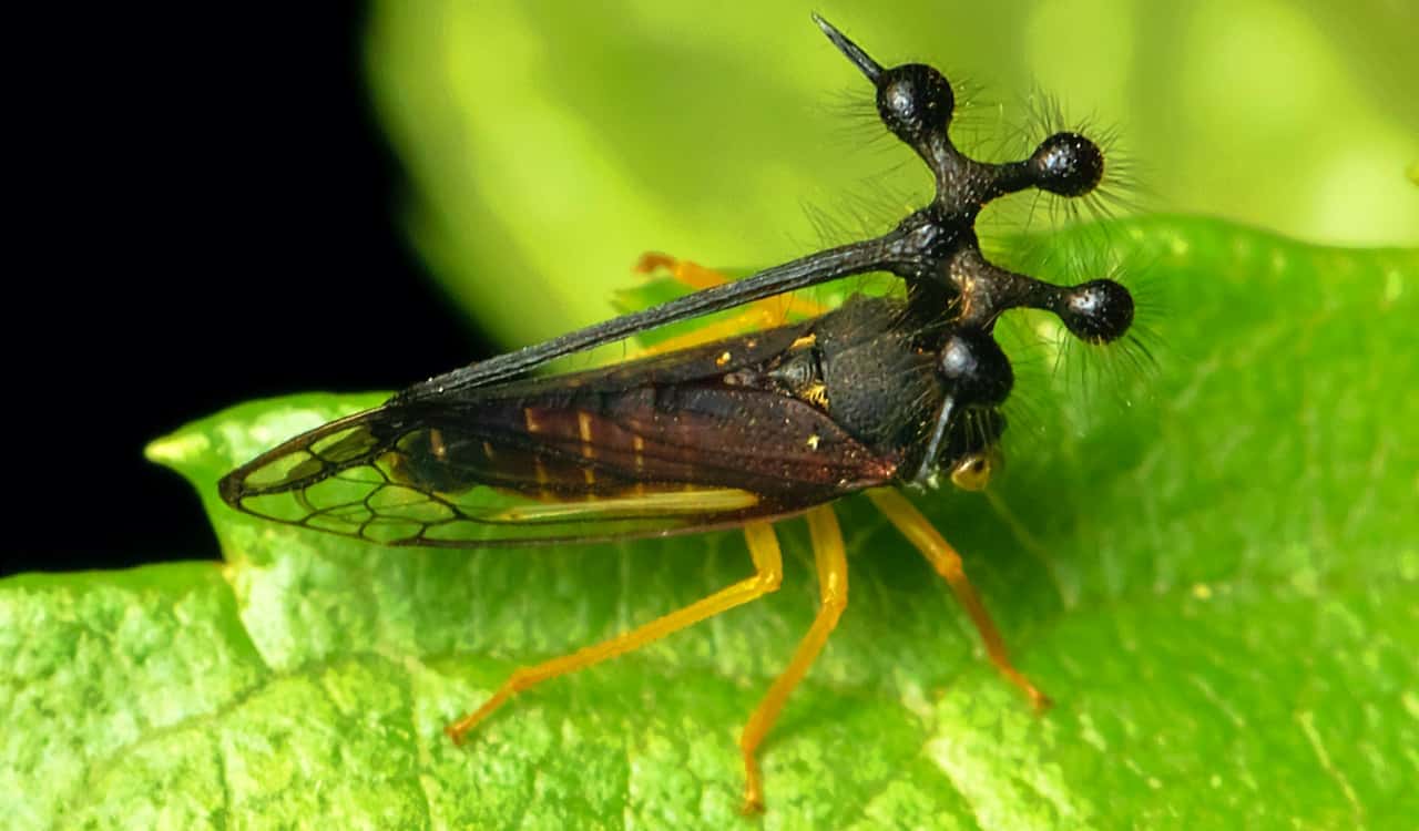 The World&#8217;s Creepiest Insects That Will Make Anybody&#8217;s Skin Crawl