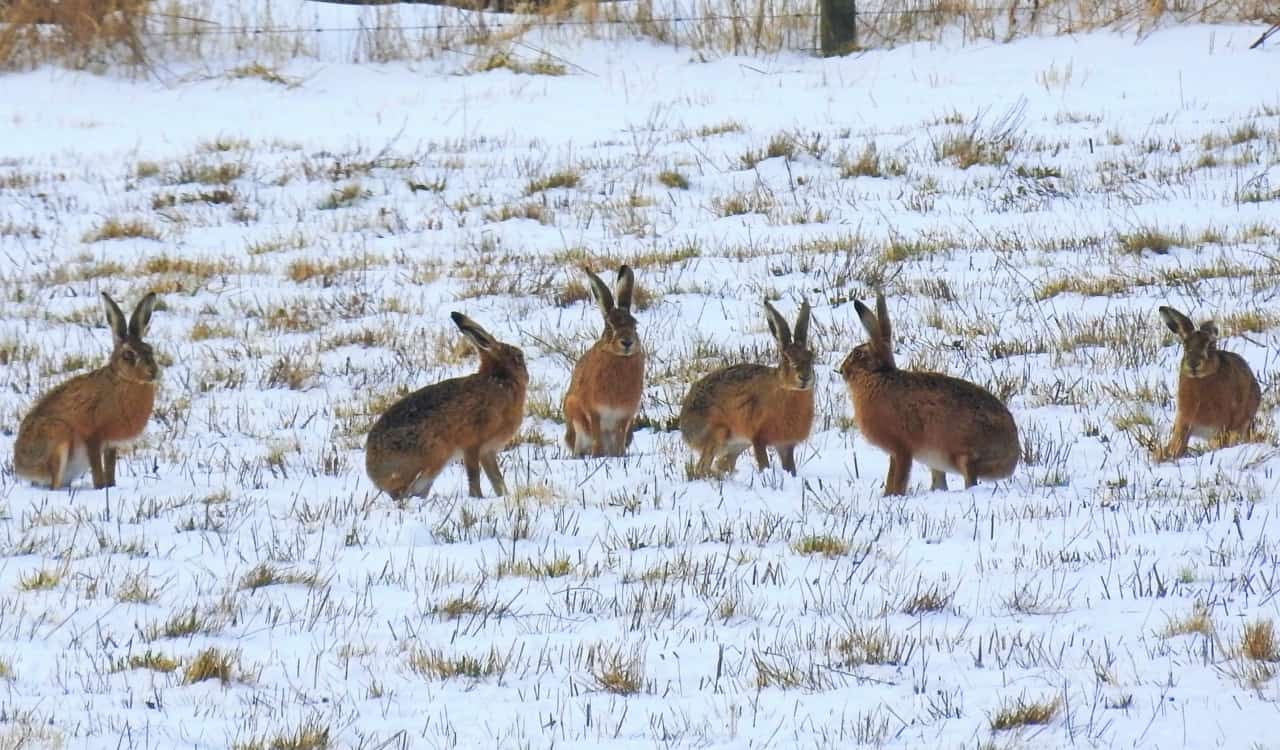 The Fastest Animals on the Planet Today