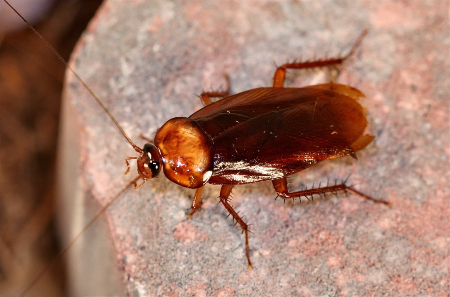 Cockroaches Are Now Immune to Insecticides, Making Them A Superbug