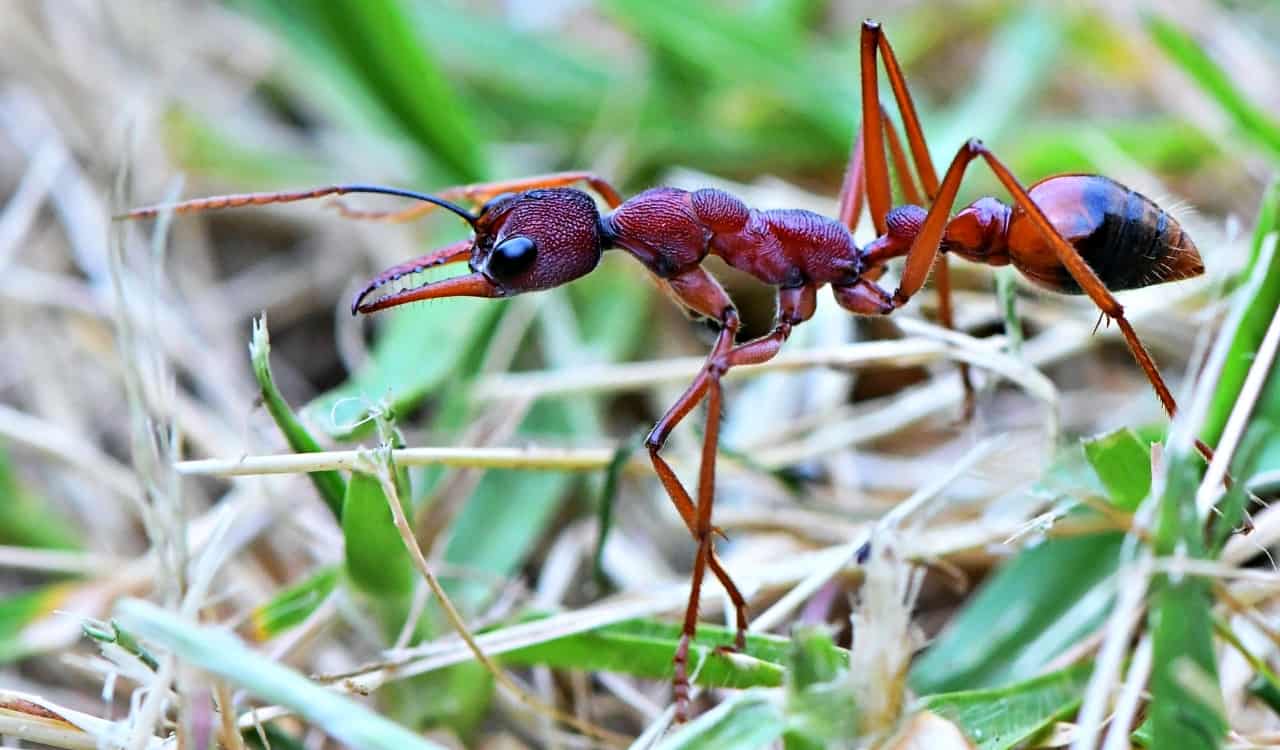 The Top Deadliest Animals In Australia