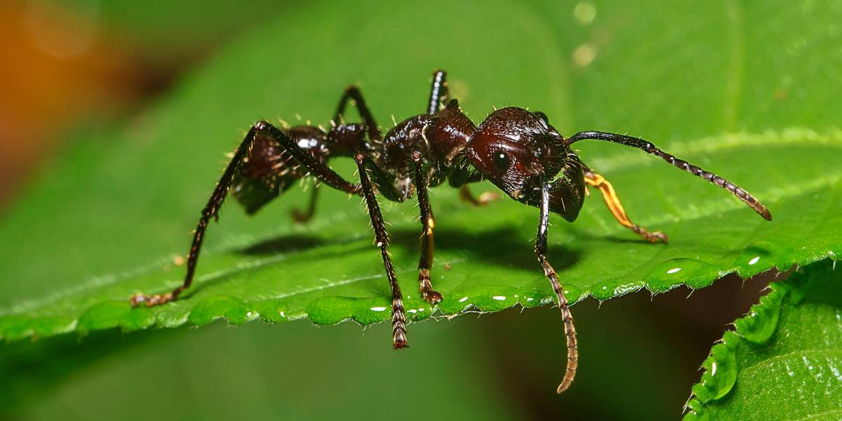 The World&#8217;s Creepiest Insects That Will Make Anybody&#8217;s Skin Crawl